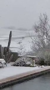 1M views · 18K reactions |  COYOTES AND SNOW! These coyotes are loving to play in the snow in Scottsdale as fresh snow fell today! Credit: Sean Kilkenny LATEST: bit.ly/3sXkhJ4 Download our FREE weather app: fox10phoenix.com/apps | FOX 10 Phoenix | Facebook