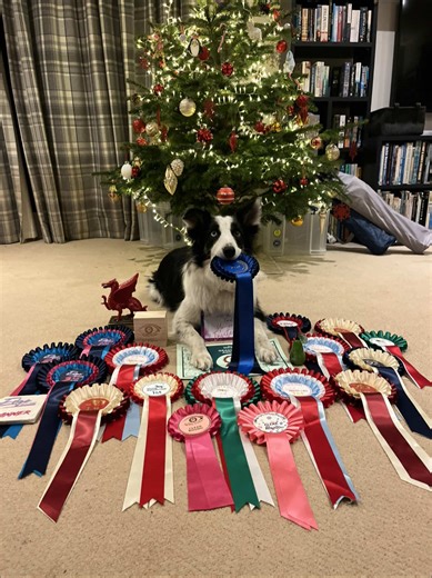 Poppy’s 2025 🩷 First Proper year of competing and she did so well!! 🥇9 first places 🥈2 second places (official placings) 🥉2 third places 5 clears! 🎉 Poppy goes grade 2! 🩷🎉 Qualified for crufts 2026 💚 cannot believe the progress she has made from her first show in may to her last show yesterday 🩷 Roll on next year 🩷🎉 #fyp #dogagility #2025 #2025dump