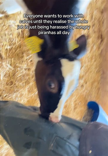 The Reality of Working with Calves on a Dairy Farm