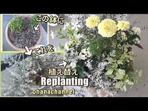 Replanting Container to Summer Plants🌺