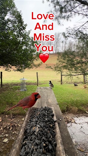 Birdwatching: Discover the Fascinating Cardinal Species