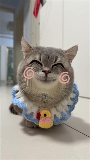 Why Do I Look Like a Cat-Mouse