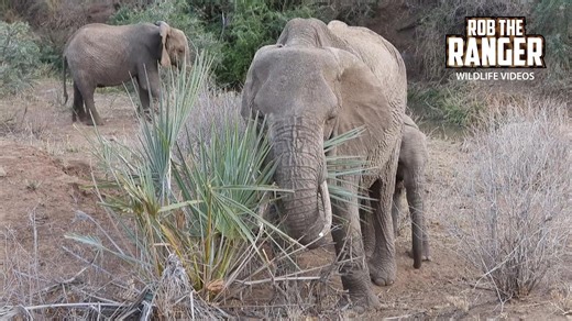 Elephant Family Roams Wild Buffalo Springs Landscape
