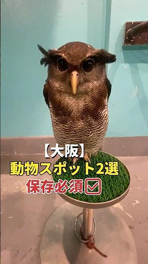 【大阪】動物と触れ合えるスポット2選！