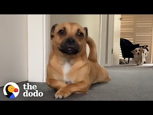 This Dog Scoots And "Sploots" Every Morning | The Dodo