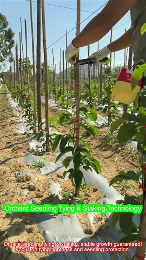 Orchard Seedling Tying & Staking Technology