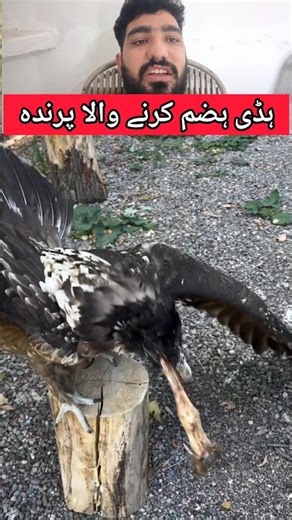 Bone-digesting bird #trending #shorts