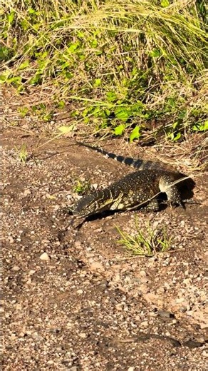 Monitor lizard in Kruger National Park, South Africa