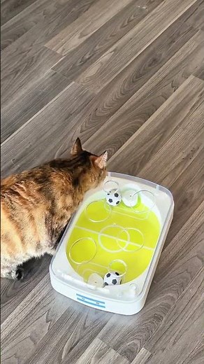 Interactive cat toy box #bestpetsupplies #petcareprovider #funnycats