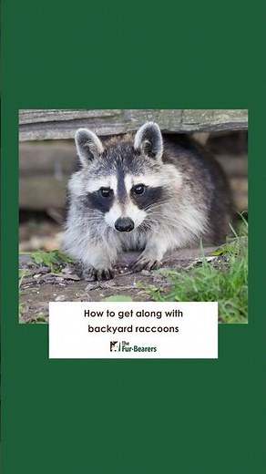 How to get along with backyard raccoons