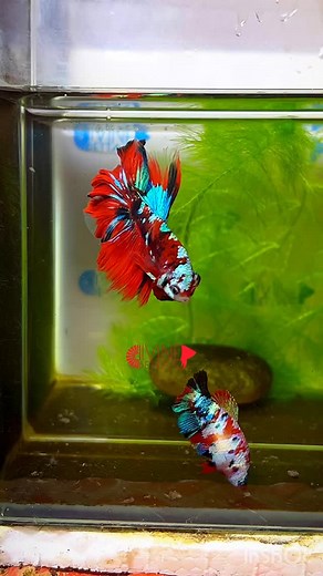 4.9K views · 267 reactions | Red Koi galaxy multicolour halfmoon Betta pair.. from our farm. 殺❤️❤️❤️❤️❤️❤️❤️懶❤️❤️❤️❤️❤️❤️❤️懶❤️❤️殺 | Divine Bettas | Facebook