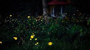 Light Up Your Garden: How To Attract & Protect Fireflies