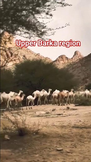 Barka ,western lowland of Eritrea