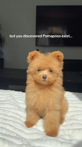 You didn’t know you needed a Pomapoo until now 🧸✨ #pomapoo #puppiesofinstagram #fyp #teddybeardog #fluffypuppy #dailydog | Honey the Pomapoo