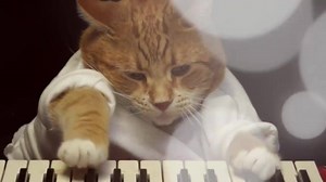 140K views · 1.1K shares | Keyboard Cat Heatin' Up | Keyboard Cat | Facebook