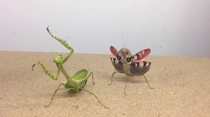 964K views · 13K shares | Adrian Kozakiewicz / Insecthaus Instagram: Insecthaus_Adi Youtube: InsecthausTV Snapchat: Insecthaus_adi | Bugs and Science | Facebook