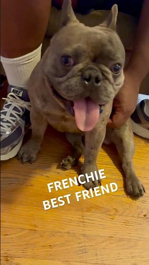 FRENCHIE BLUE REUNITED WITH HIS BEST FRIEND #frenchie #frenchbulldog #bestbuddy