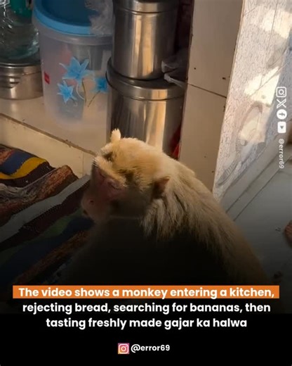 Error 69 on Instagram: "A monkey walks into the kitchen looking only for bananas. When offered bread, he refuses and starts searching inside. After realising there are no bananas, he doesn’t leave empty-handed. Instead, he happily puts his hand into freshly made gajar ka halwa that was being prepared for someone else. The moment feels innocent, funny, and unexpectedly wholesome. Special video credits: @niravyog_"