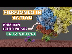 Protein synthesis: co-translational protein biogenesis and ER targeting in eukaryotes