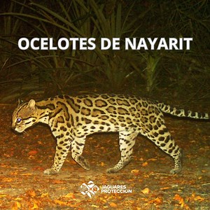 Cosas que quizá NO SABÍAS de los ocelotes (Leopardus pardalis): Hábitat diverso: Los ocelotes son muy adaptables y se encuentran en una variedad de hábitats, que incluyen selvas tropicales, matorrales, manglares y bosques secundarios. Su rango se extiende desde el sur de Texas en Estados Unidos hasta Argentina. Patrones únicos de pelaje: cada ocelote tiene un patrón de pelaje único, similar a una huella dactilar humana ¡COMO LOS JAGUARES! Su pelaje es de color amarillo dorado o grisáceo con manc
