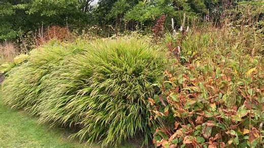 Alles blijft stromen. Hakonechloa macra, Japans siergras vernoemd naar het gebied rond the berg Hakone in Japan. == Everything flows. Hakonechloa macra, Japanese forest grass, named after the area around mount Hakone in Japan. Design @pietoudolf #vlinderhof #pietoudolf #naturalisticgarden #hakonechloamacra #japaneseforestgrass #japanssiergras #flowingnature #grassesinthegarden #grassesinmotion #natureflow #serenescenes #citypark | Vlinderhof