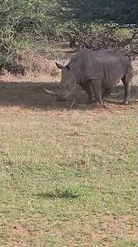 World Record for Longest Rhino pee caught on camera.