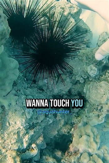 Discovering Sea Urchins: A Diver's Underwater Adventure