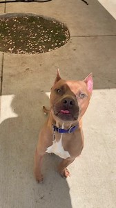 Tulsa Animal Services on Reels