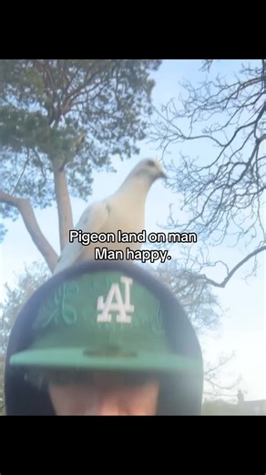 Pigeon Lands on a Man: A Heartwarming Moment