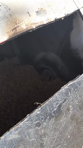 Watch how smart our goats are. Kevin forgot to block the hole in the Emu feeder. The goats figured it out real quick. I was cracking up. Yoneg is like what the heck, that's my food, lol. #farmanimals #farmfun #funfarm #farmpets #farm #emu #goats #smartanimals #funnyanimals #hiddenheightsfarm #hhf | Hidden Heights Farm