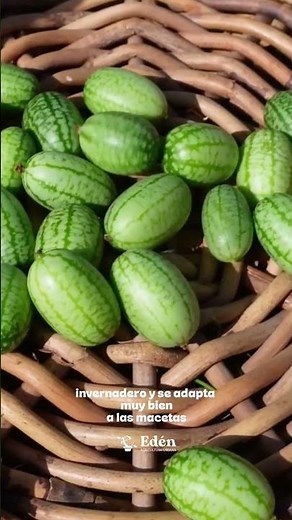 Cucamelon 🌿 The fruit that tastes like WATERMELON, looks like a GRAPE and tastes like CUCUMBER 🍉🥒 🍇