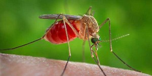 'Mosquitoes never quit, so we can’t either': Crews battling mosquitoes in Florida from the skies