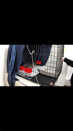 Understanding Cage Aggression in Cats: Kostas' Journey