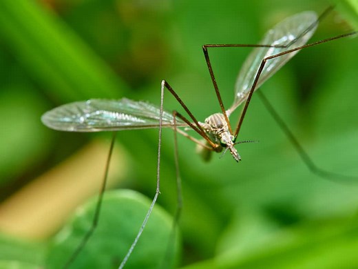 What Do Mosquito Hawks Eat? (Diet & Facts)