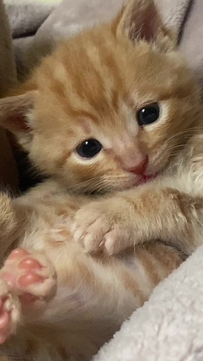 Boots wanted to jump in on this too #cattok #toebeans