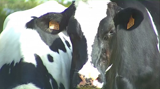 Animals Slaughter Kill Counter- The Vegan Web Designer