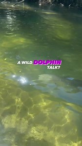 Did you hear that? 🎧🐬 Dolphins use whistles and clicks to communicate with each other, hunt for food and researchers think to even communicate with other species!📍Weeki Wachee | Get Up And Go Kayaking