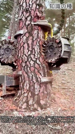人の手を借りない驚異の機械式伐採技術 #AmazingMachines #HeavyMachinery #TechnologicalAdvance #Industrial