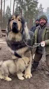 607K views · 11K reactions | Giant dogs from Russia #Russia #dogs #ovcharka | MBA Studio | Facebook