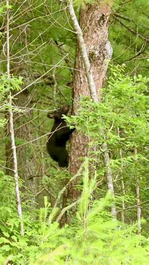 Captivating Bears in Their Natural Habitat
