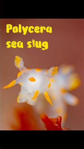 Yellow-striped sea slug