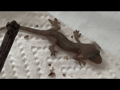 家の中にいたニホンヤモリの赤ちゃんの飼育