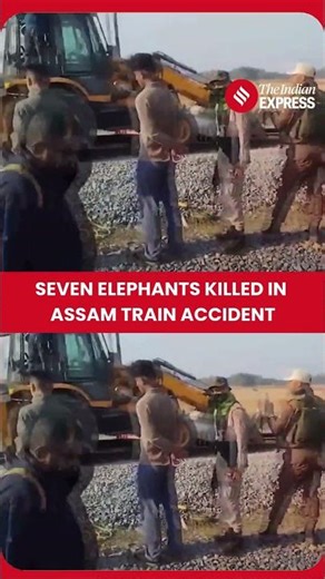 Assam: Seven Elephants Killed After Rajdhani Express Hits Herd