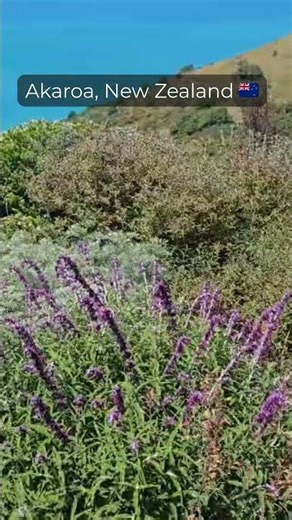 Akaroa, New Zealand 🇳🇿 | Hidden Gem of the South Island