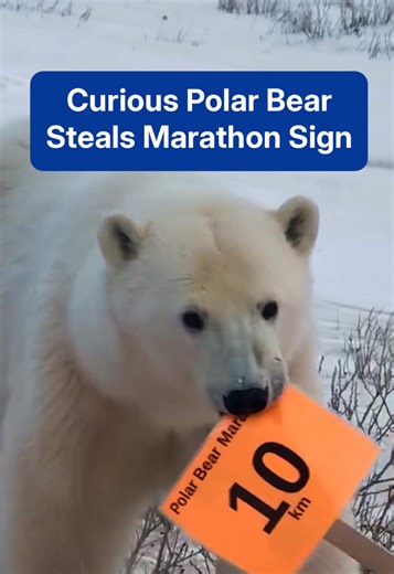 Polar Bear Marathon: Unexpected Encounter in Churchill