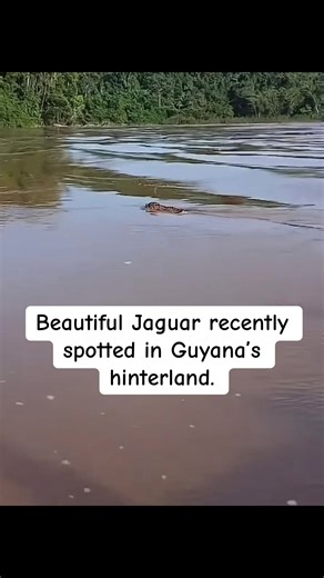 Beautiful Jaguar recently spotted in Guyana’s hinterland. #foryou #fyp #guyana🇬🇾🇬🇾 #guyanese #jaguar