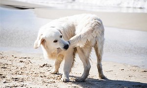 Why Do Dogs Chase Their Tails, Actually?