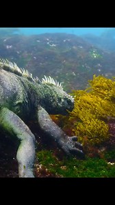 5.1K views · 27 reactions | Watch How This Baby Godzilla survive!!! #wildanimals #animals #fyp #foryou | Wildest Animals | Facebook