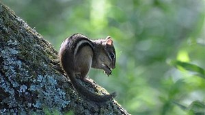 5 tips for keeping wildlife away