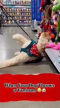 When Your Dog Throws a Tantrum 😂🐶 #funny #shorts #shortvideo #youtubeshorts #viral #ytshorts #fyp